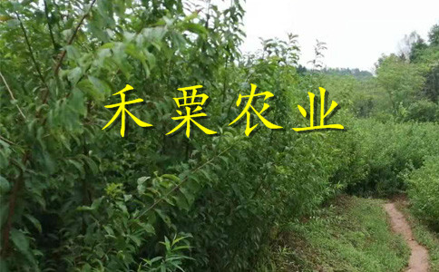 四川德陽李子苗批發(fā)__3年李子樹苗價(jià)格低。