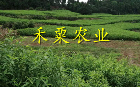 湖南永州李子苗供應(yīng)商__種植李子樹苗批發(fā)價(jià)格。