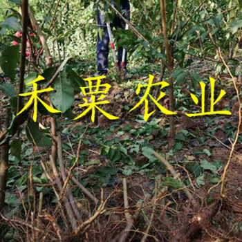云南麗江李子苗供應(yīng)商__特晚熟李子樹苗廠家。