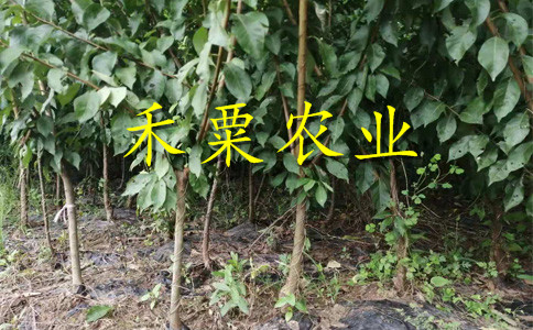 湖南永州哪里有李子苗批發(fā)__3年李子樹苗價格低。