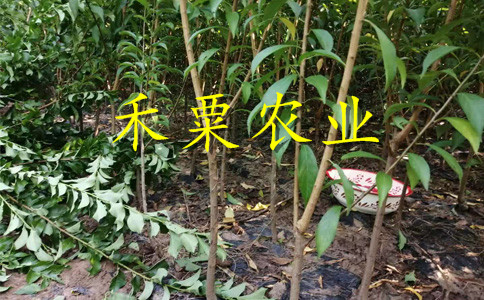 山西李子苗供應(yīng)商__1-5公分李子樹苗新品種價格。