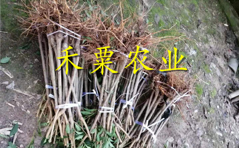 貴州黔西南李子苗多少錢(qián)一根苗__1-5公分李子樹(shù)苗新品種價(jià)格。