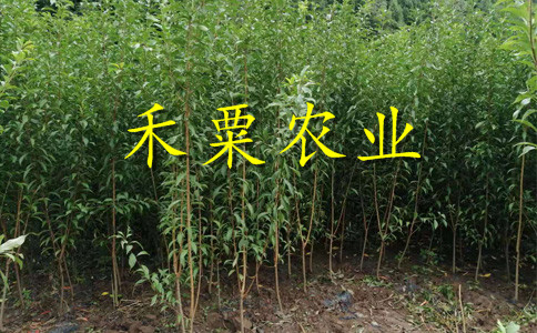 重慶云陽李子苗新品種介紹__2公分李子樹苗繁育基地。