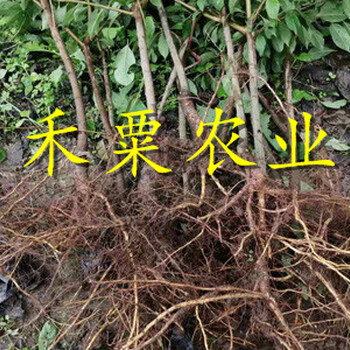 貴州黔南哪里有李子苗批發(fā)__晚熟李子樹苗李子樹苗種植時間。