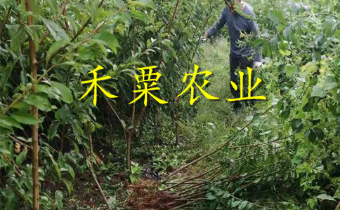 湖北鄂州李子苗基地__早熟李子樹苗幾年結(jié)果。