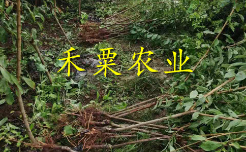 四川李子苗哪里有賣__極早熟李子樹苗繁育基地。