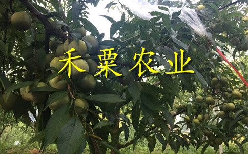 湖北宜昌李子苗基地__出售李子樹苗產(chǎn)地。