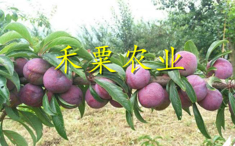 汶川李子苗。李子苗基地