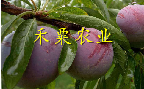 汶川李子樹苗嫁接報價。李子樹苗種植基地