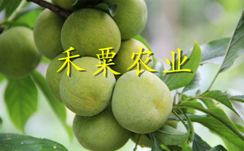 四川廣安李子苗基地__當年掛果李子樹苗基地。