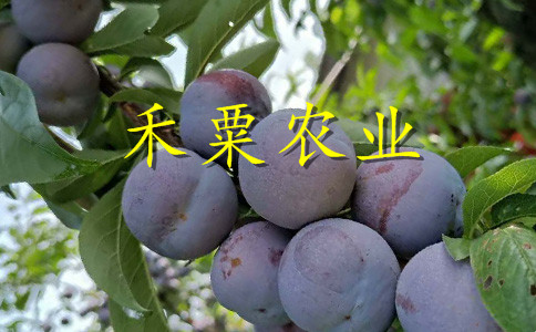 安康李子苗冬季修剪。早熟李子苗新品種