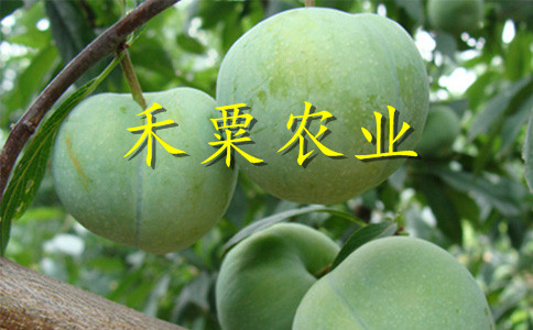 云南大理李子苗基地__極晚熟青脆李樹(shù)苗繁育基地。