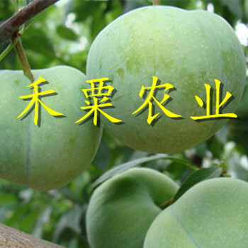 綿陽早熟李子苗零售價格。早熟李子苗求購