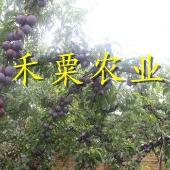 銅仁李子樹苗可簽定苗木合同。李子樹苗批發(fā)價(jià)格