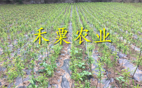 銅仁李子樹苗可簽定苗木合同。李子樹苗批發(fā)價(jià)格