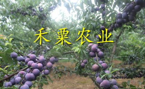 茂縣李子苗可數(shù)倍盈利。李子苗品種介紹