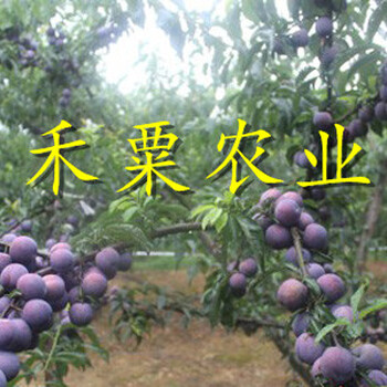 晚熟李子苗批發(fā)。二年價格