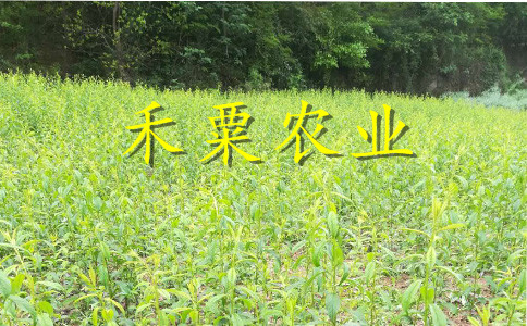 綿陽李子樹苗在線價錢。李子樹苗報價