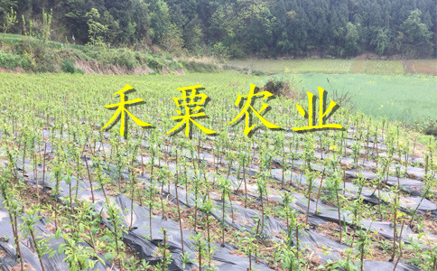 新疆李子苗供應(yīng)商__次年掛果李子樹苗批發(fā)價格。