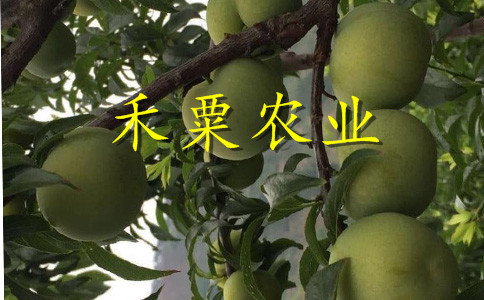 貴陽晚熟李子苗價(jià)格及批發(fā)。晚熟李子苗生產(chǎn)基地