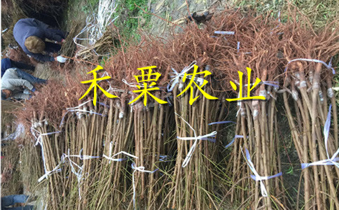 湖南岳陽李子苗供應(yīng)商__晚熟李子樹苗種植技術(shù)。