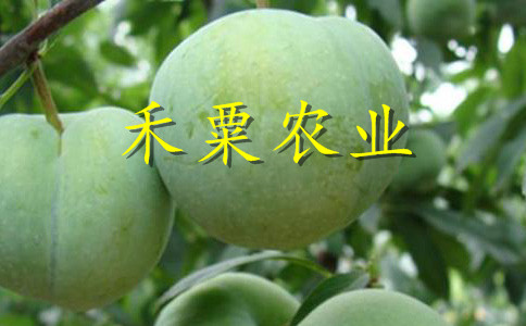 達州李子苗全程栽培技術提供。李子苗種植基地