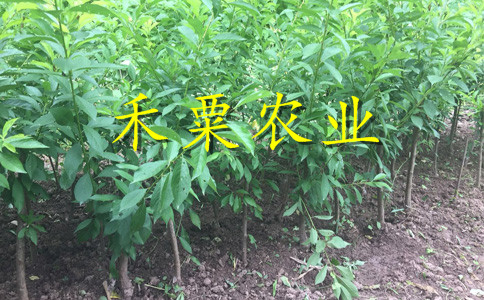 貴陽晚熟李子苗價(jià)格及批發(fā)。晚熟李子苗生產(chǎn)基地