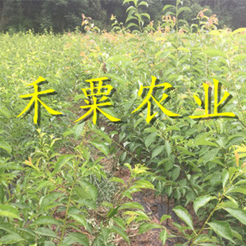 汶川李子樹苗產(chǎn)量大，豐產(chǎn)期長。。李子樹苗品種