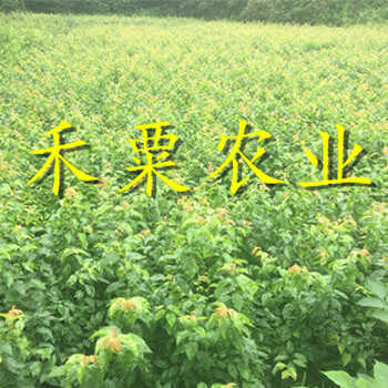 廣西李子樹苗哪里有賣？_廣西2cm李子苗價(jià)格