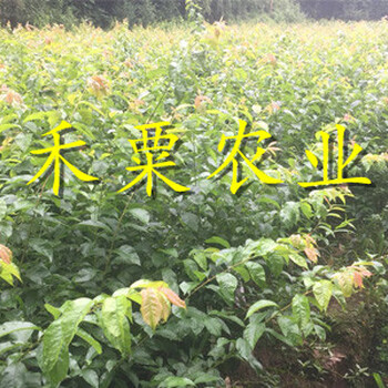 南充李子苗1cm價格。李子苗物有所值