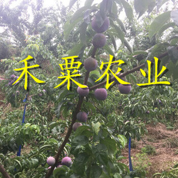 山西晚熟李子苗炭疽病防治。晚熟李子苗供應