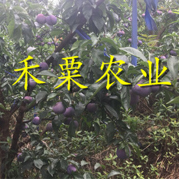 浙江早熟李子苗精選廠家。早熟李子苗種植基地