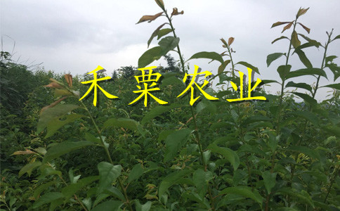 江西李子樹苗在線報價一鍵獲取。李子樹苗銷售