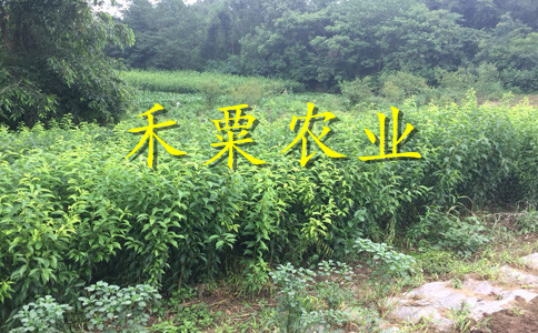 山西李子樹苗歡迎來電了解。李子樹苗批發(fā)價(jià)格