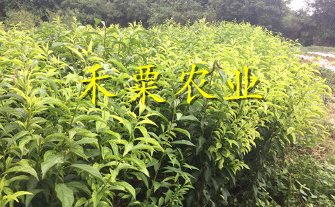 漢中晚熟李子苗咨詢報(bào)價(jià)。晚熟李子苗批發(fā)