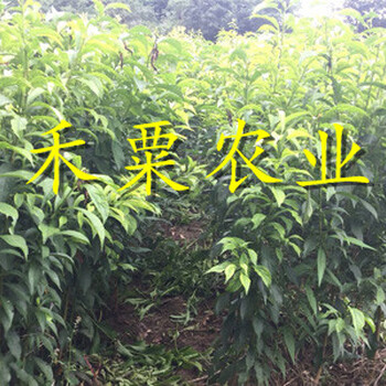 廣元李子樹苗晚熟價格。李子樹苗示范基地