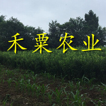 汶川李子樹苗生產(chǎn)，價(jià)格實(shí)惠。李子樹苗生產(chǎn)基地
