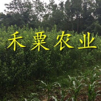 汶川早熟李子苗品種全易播種發(fā)芽率高。早熟李子苗基地