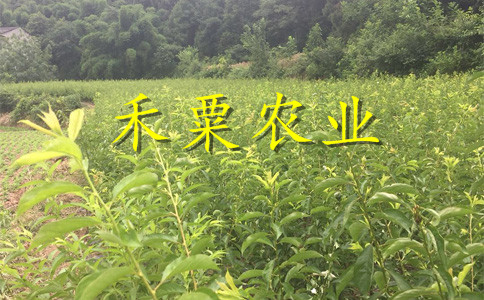 毕节晚熟李子苗你想要的这里都有。晚熟李子苗生产基地