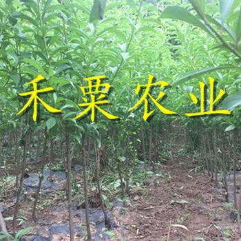 廣西來(lái)賓李子苗木基地__苗圃李子樹苗基地報(bào)價(jià)。
