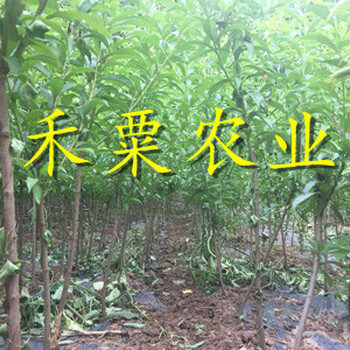廣安李子苗新報(bào)價(jià)。李子苗生產(chǎn)基地