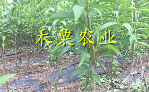 廣西李子樹苗價(jià)格及批發(fā)。李子樹苗批發(fā)價(jià)格