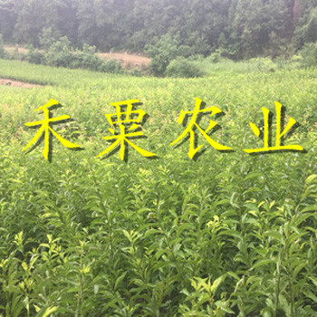 山西李子樹(shù)苗品種優(yōu)良。李子樹(shù)苗供應(yīng)