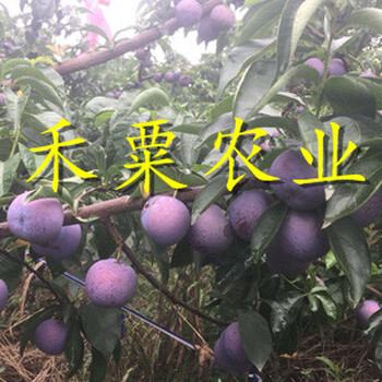 十堰李子苗可簽定苗木合同。李子苗種苗批發(fā)