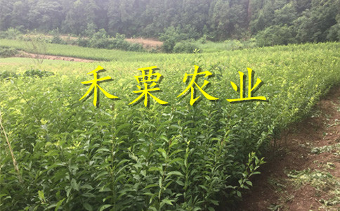 茂縣李子苗供應(yīng)商__批發(fā)青脆李樹(shù)苗種植幾年能掛果？