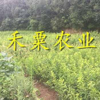 廣元早熟李子苗批發(fā)商。早熟李子苗品種介紹