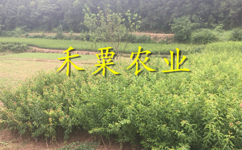 茂县5cm李子苗价格。早熟李子苗示范基地