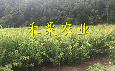 重庆云阳李子苗基地__成活率高青脆李树苗基地。