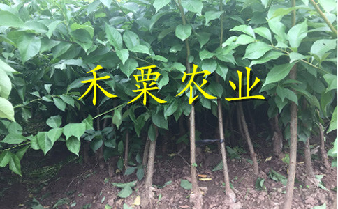 銅仁早熟李子苗免費提供發(fā)票。早熟李子苗批發(fā)行情