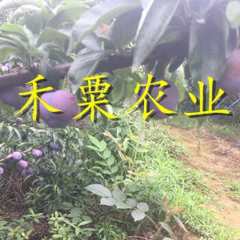 茂縣晚熟李子苗品種_茂縣脫骨李子苗批發(fā)價(jià)格